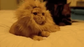 GIF Lion GIF Lion