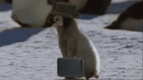 GIF Moin GIF Moin