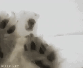 GIF GIF