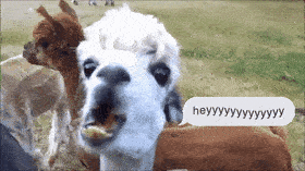 GIF Hello GIF Hello