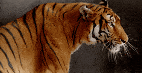 Tiger Tiger