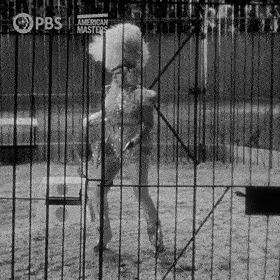 Zirkuslöwe Gif Zirkuslöwe Gif