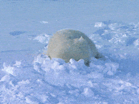20240114 | GIPHY Eisbär 20240114 | GIPHY Eisbär