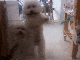 Dog Dance Gif